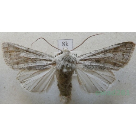 Ammoconia senex (Geyer, 1828) Croatia8k